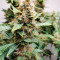 Compre sementes feminizadas Auto Critical Orange Punch da Dutch Passion