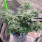 Acquista semi femminizzati Sweet Nurse Auto CBD di Sweet Seeds
