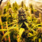 Compre sementes feminizadas de Strawberry Cough da Dutch Passion