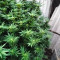 Achetez des graines féminisées Mimosa Shot par Herbies Seedbank