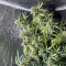 Auto Orange Bud Seeds (Dutch Passion) - Cannabis Strain Seeds for Sale