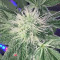 Achetez des graines féminisées Godzilla Original Glue GG#4 par Herbies Seeds