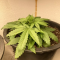 Critical Kush Seeds (Barney's Farm)