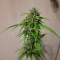 Buy Wedding Cake Auto feminized seeds by Barney's Farm