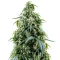 Arjan's Haze #1 (GHS)