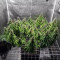 Big Bud feminized seeds (Seedstockers)