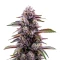 Blackberry Moonrocks Auto Seeds
