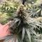 Chemdog Gorilla (Expert Seeds)