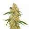 Critical Purple Kush (Advanced Seeds)