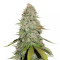 GG#4 Original Glue (Seedstockers)
