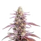 Glookies Seeds