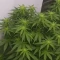 Semi Femminizzati Gorilla Cookies Auto (Big Head Seeds)