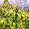 Gorilla Super Glue Seeds