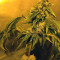 Holy Grail Kush (DNA Genetics)