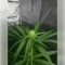 Northern Light Automatic feminized seeds (RQS)