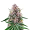Papaya Sour Spritz Seeds (Green House Seeds)