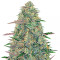 Pineapple Chunk Seeds
