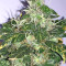 Pure Kush Seeds (Original Sensible Seeds)