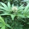 Rainbow Candy (Growers Choice)