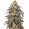 RS11 x Banana OG Seeds (Barney's Farm)