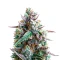 Runtz Fast Flowering Seeds (Humboldt Seeds Organization)