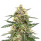 Sativa Mix feminizada (Herbies Seeds)