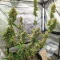 Semi Femminizzati Section 781 Autoflowering (Blimburn x Herbies)