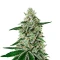 Shishka Lemonade feminisierte Samen (Green House Seeds)