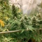 SkullRyder Auto feminized seeds