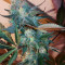 Smurfberry Auto feminized seeds