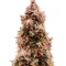 Totally Alpha OG Auto Seeds (AlphaFem Seeds)