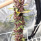 Tropicanna Poison F1 Fast Version Feminized Seeds (Sweet Seeds)