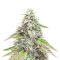 Sugar Bomb Punch feminized seeds