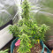 Super Skunk Auto (Garden of Green Seeds)