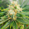 Vitality Feminized Seeds (AlphaFem Seeds)