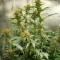 Widow Bomb feminized seeds
