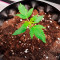 Cheese Autoflower (Herbies Seeds)