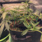 Cali Bay Dream feminized seeds