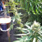 Amnesia Seeds (Seedstockers)