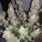 Semillas feminizadas Auto Blueberry