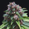 Graines de cannabis C99 (G13 Labs)