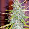 Critical Skunk Regular (Mr. Nice Seedbank)