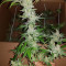 Semillas feminizadas Eleven Roses (Delicious Seeds)