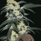 French Cookies Seeds