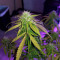 Hindu Kush feminized seeds