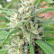 Malawi Regular (Ace Seeds)