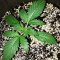 OG Kush Express Auto Seeds