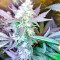 OG Kush Express Seeds