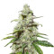 Power Skunk Seeds