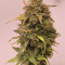 Semillas feminizadas Solomatic Auto CBD (Royal Queen Seeds)